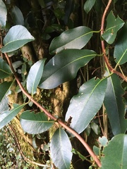 Hydrangea serratifolia