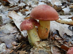 Boletus miniatopallescens