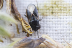 Geocoris atricolor