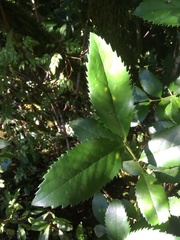 Laureliopsis philippiana