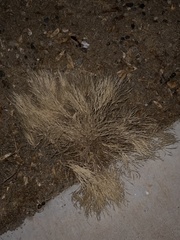 Poa cita