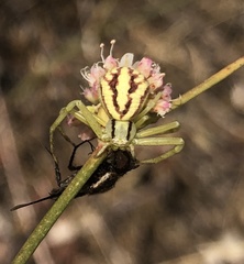 Mecaphesa schlingeri