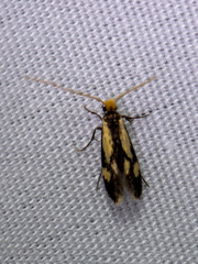 Isocorypha mediostriatella