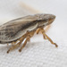 Prairie Spittlebug - Photo (c) Thomas Barbin, some rights reserved (CC BY-NC), uploaded by Thomas Barbin