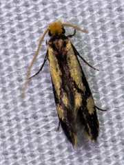 Isocorypha mediostriatella