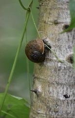 Coryda alauda strobilus