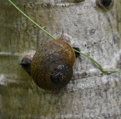 Coryda alauda strobilus
