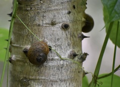 Coryda alauda strobilus