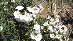 Cordia decandra