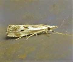 Catoptria oregonicus
