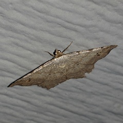 Macaria aequiferaria