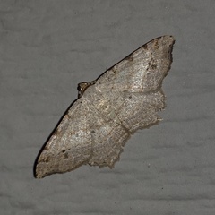 Macaria aequiferaria