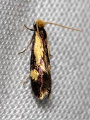 Isocorypha mediostriatella