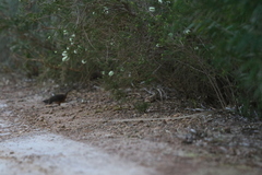 Atrichornis clamosus