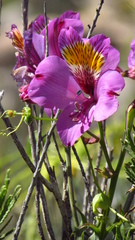 Alstroemeria philippii