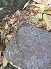 Saproscincus spectabilis