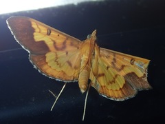 Meroctena staintonii