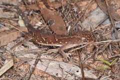 Lucasium steindachneri