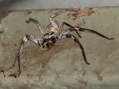 Isopedella conspersa