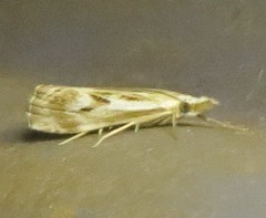 Catoptria oregonicus