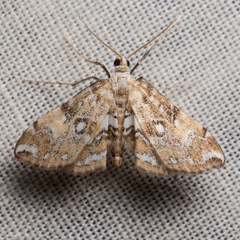 Elophila faulalis