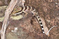 Cyrtodactylus tuberculatus