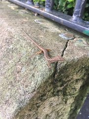 Saproscincus spectabilis