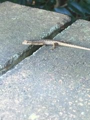 Saproscincus spectabilis