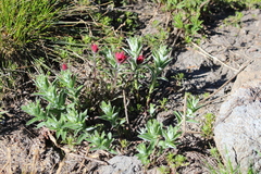 Castilleja parviflora oreopola