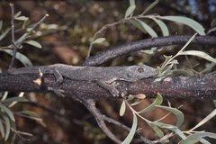 Strophurus krisalys