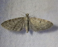 Eupithecia satyrata