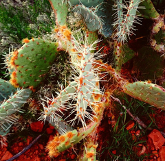 Opuntia