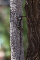 Varanus tristis