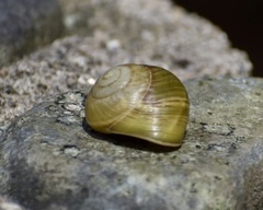 Coryda alauda strobilus