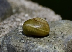 Coryda alauda strobilus
