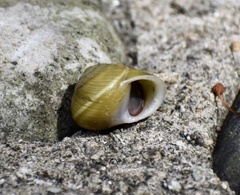 Coryda alauda strobilus