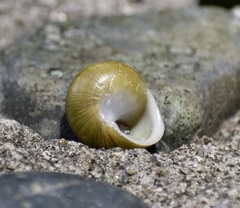 Coryda alauda strobilus