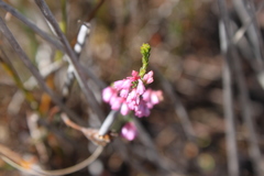 Erica gnaphaloides