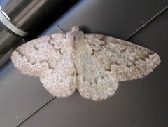 Sabulodes packardata