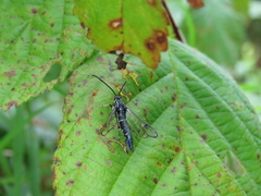 Synanthedon pictipes
