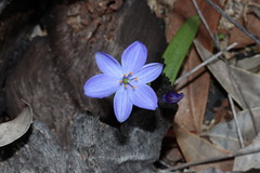 Chamaescilla corymbosa