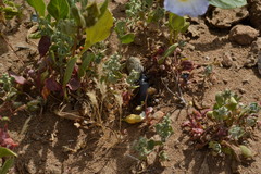 Calosoma vagans