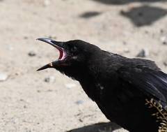 Corvus brachyrhynchos