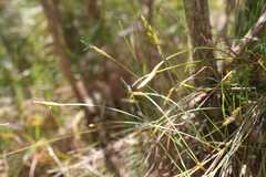 Ficinia capillifolia