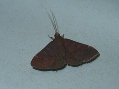 Achaea robinsoni