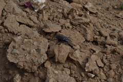 Calosoma vagans