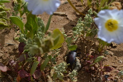 Calosoma vagans