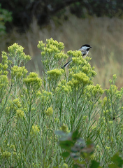 Poecile atricapillus