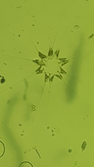 Asterionellopsis glacialis