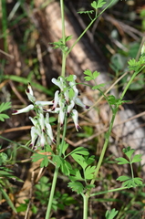 Fumaria capreolata capreolata